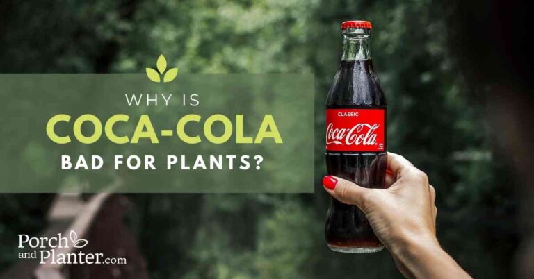 Why is Coca-Cola Bad for Plants: Alternative Fertilizers