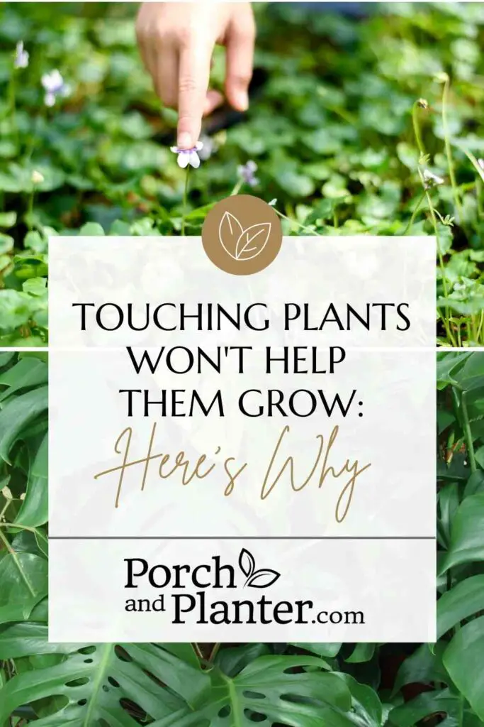 a photo of a hand touching a flower with the text "Touching Plants Won't Help Them Grow - Here's Why"