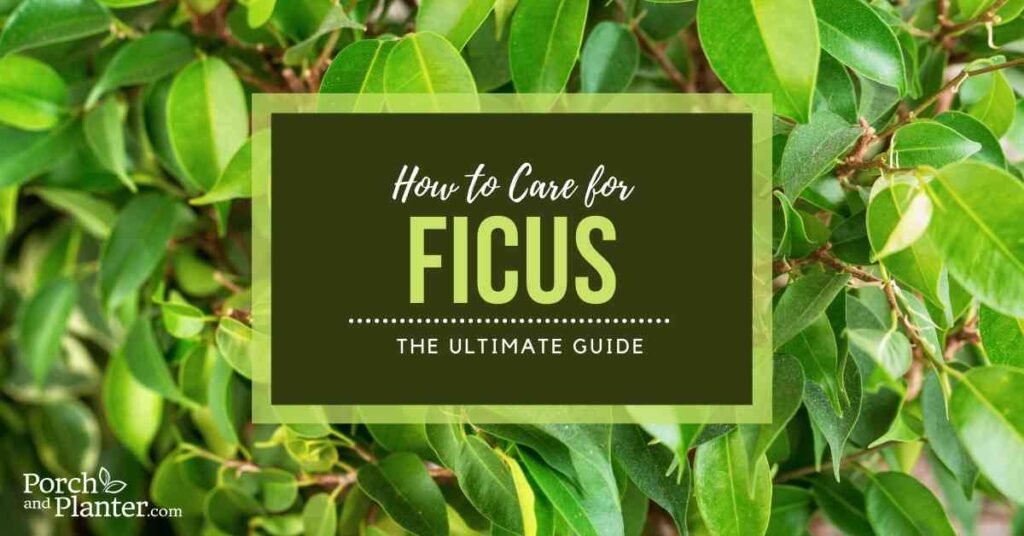 How to Care for Ficus: The Ultimate Guide - Porch and Planter