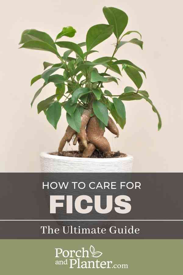 a picture of a small ficus tree with the text "How to Care for Ficus: The Ultimate Guide"