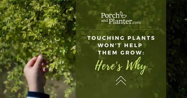 Touching Plants Won’t Help Them Grow – Here’s Why