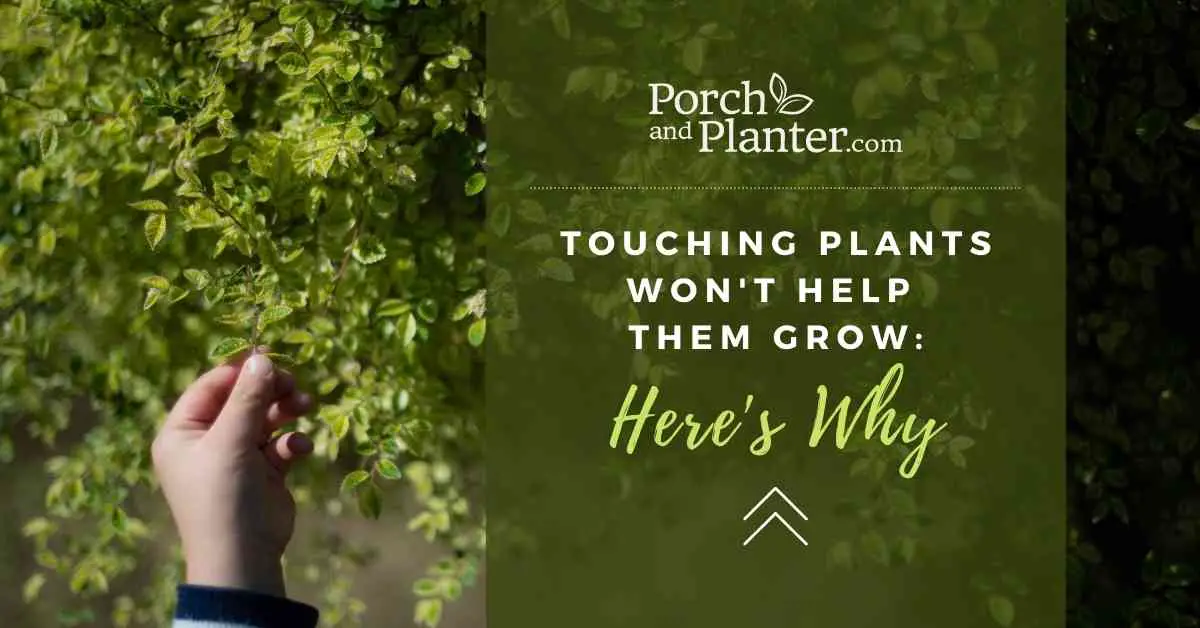 a photo of a child's hand reaching up to touch the leaves of a plant with the text "touching plants won't help them grow: here's why"