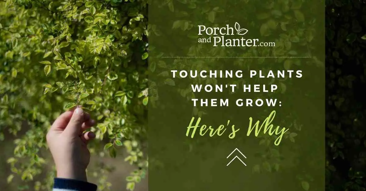 Touching Plants Won't Help Them Grow Here's Why Porch and Planter