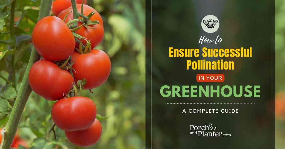A photo of greenhouse grown tomatoes on the vine with the text "How to Ensure Successful Pollination in Your Greenhouse - A Complete Guide"