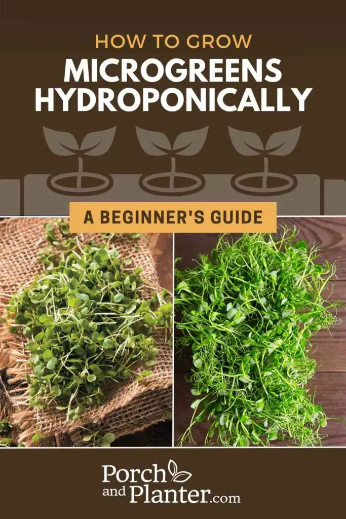 Two photos of microgreens with the text "How to Grow Microgreens Hydroponically - A Beginner's Guide"