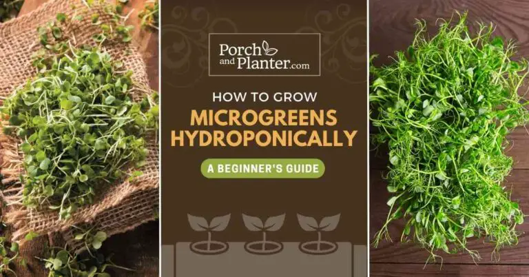 How to Grow Microgreens Hydroponically: A Beginner’s Guide
