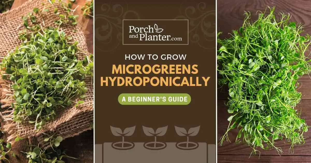 Two photos of microgreens with the text "How to Grow Microgreens Hydroponically - A Beginner's Guide"
