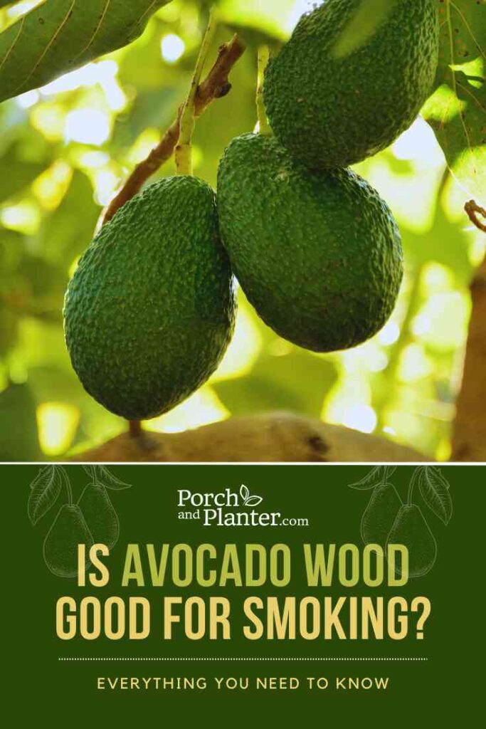 A photo of avocados on an avocado tree with the text "Is Avocado Wood Good for Smoking? Everything You Need to Know"