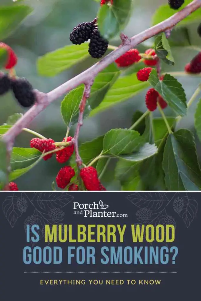 A photo of mulberries on a mulberry tree with the text "Is Mulberry Wood Good for Smoking? Everything You Need to Know"