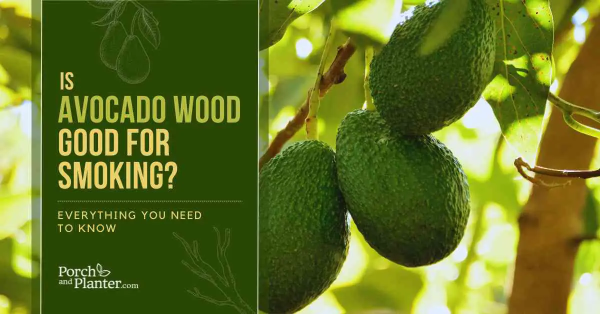 A photo of avocados on an avocado tree with the text "Is Avocado Wood Good for Smoking? Everything You Need to Know"