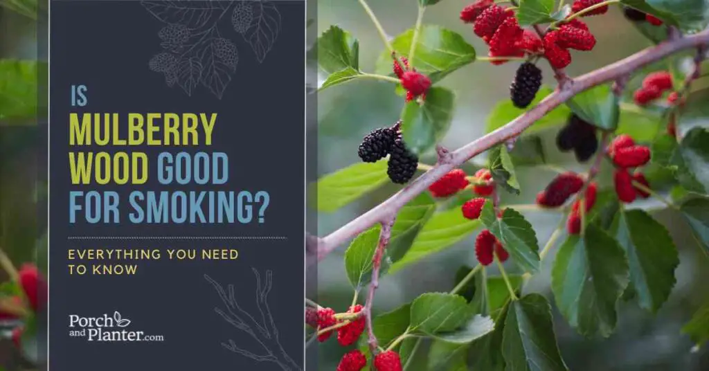 A photo of mulberries on a mulberry tree with the text "Is Mulberry Wood Good for Smoking? Everything You Need to Know"