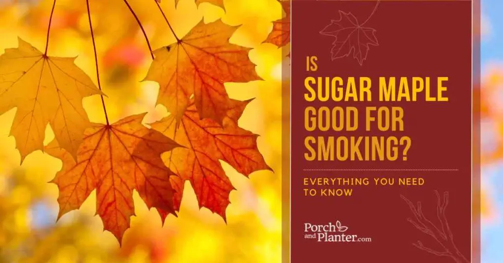 A photo of red fall maple leaves with the text "Is Sugar Maple Good for Smoking? Everything You Need to Know"