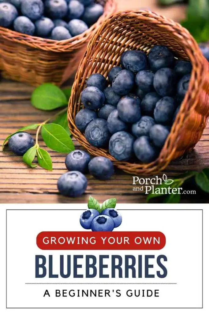 Growing Your Own Blueberries: A Beginner's Guide - Porch and Planter
