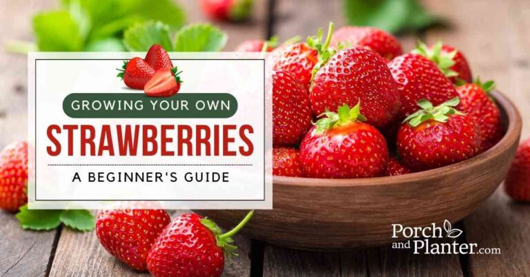 Growing Your Own Strawberries: A Beginner’s Guide