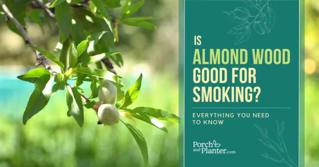 A photo of an almond tree branch with the text "Is Almond Wood Good for Smoking? Everything You Need to Know"