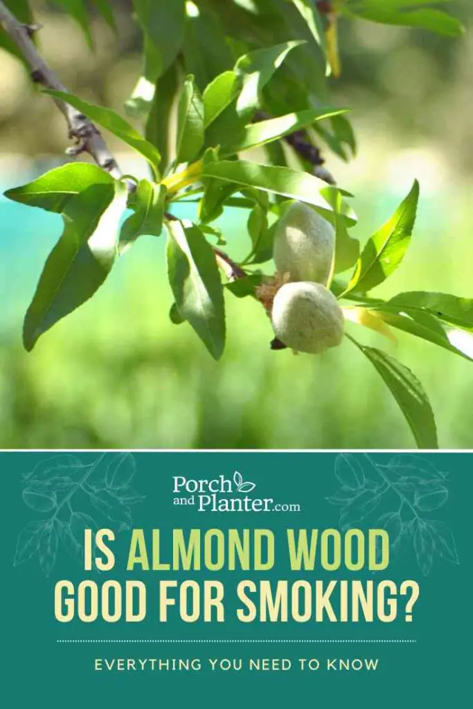 A photo of an almond tree branch with the text "Is Almond Wood Good for Smoking? Everything You Need to Know"