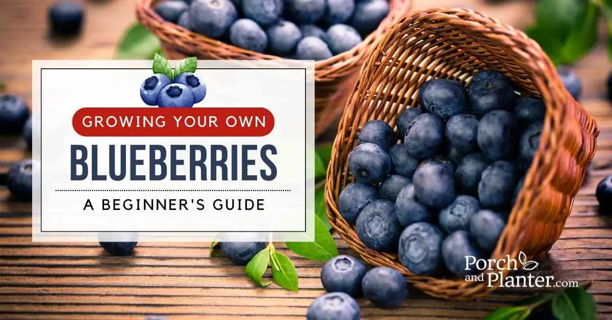 A photo of a basket of blueberries with the text, "Growing Your Own Blueberries: A Beginner's Guide"